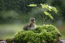 Ducks Playing In The Rain
